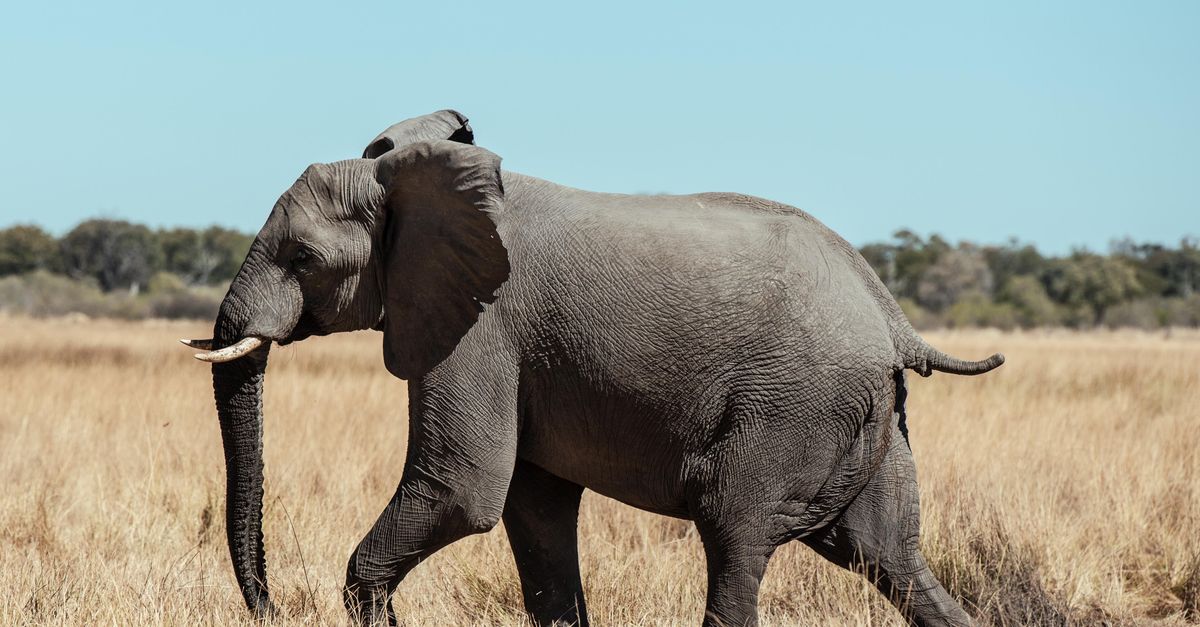 Kasane, Botswana