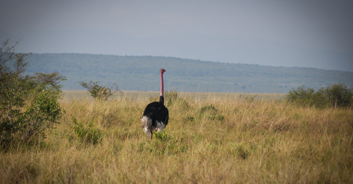 Maasai Mara, Kenya