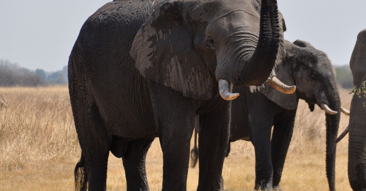 Maun, Botswana