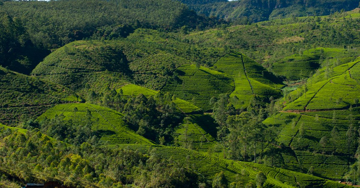 Nuwara Eliya, Sri Lanka